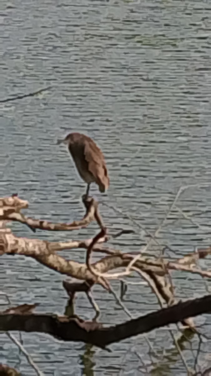 Black-crowned Night Heron - ML647253329