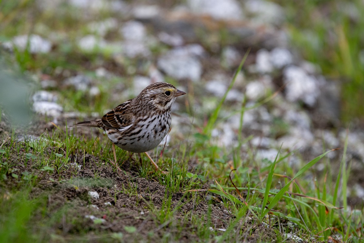 Savannah Serçesi - ML647253330