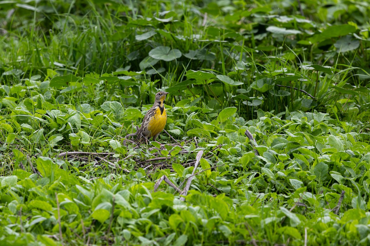 Batılı Tarlasığırcığı - ML647253349