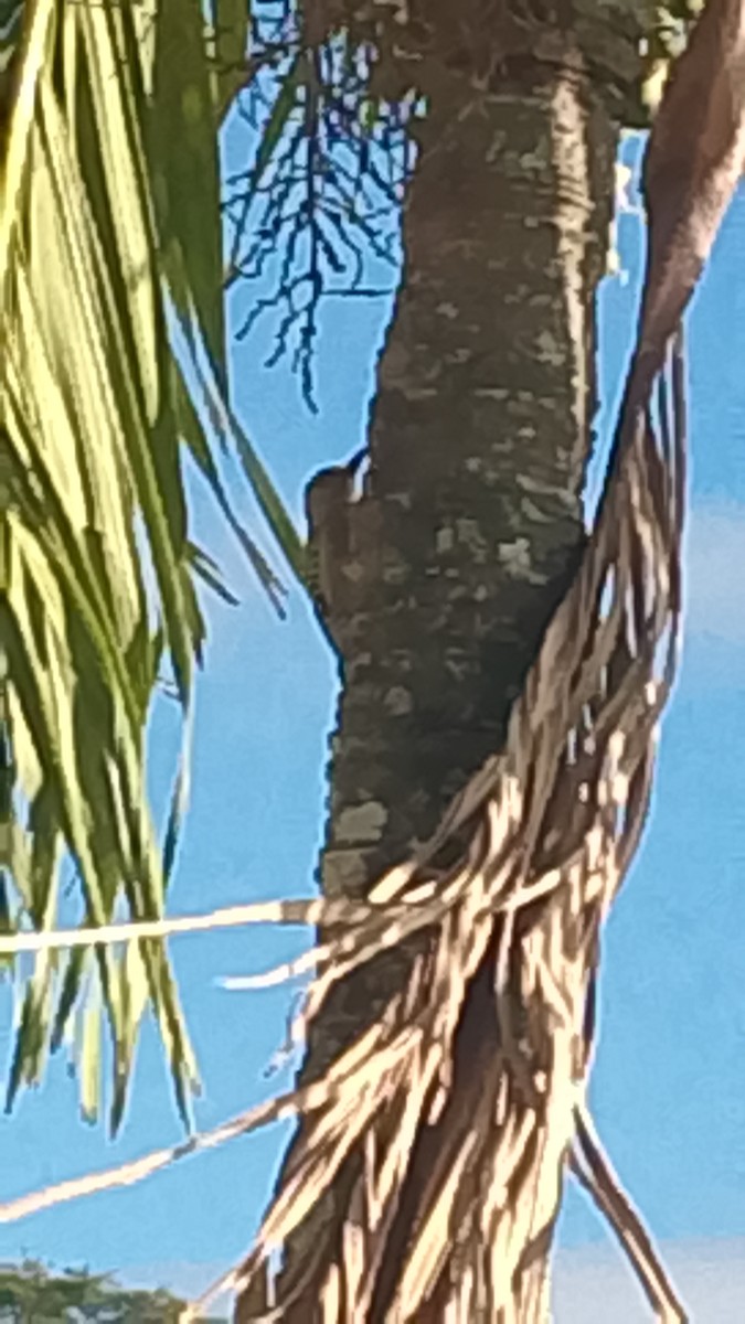 Red-crowned Woodpecker - ML647253350