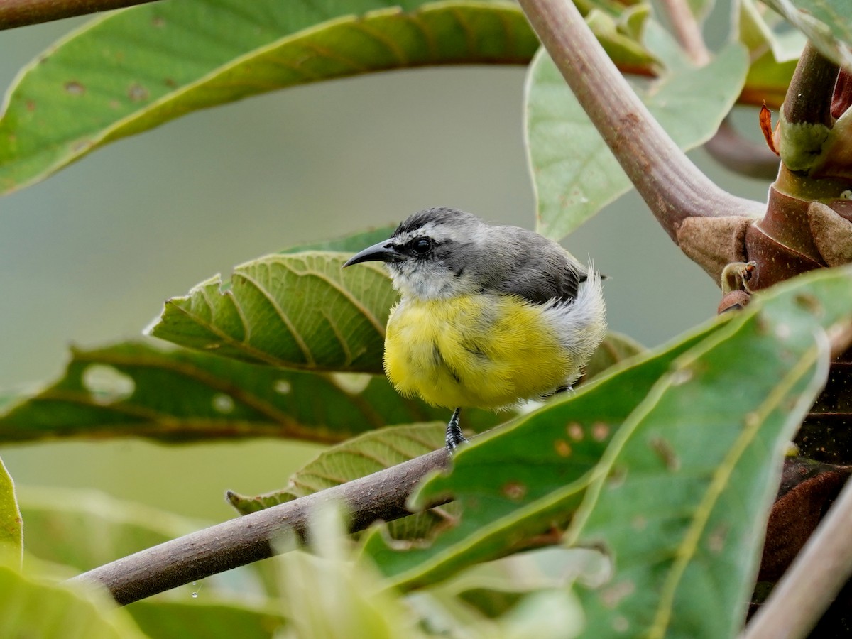 Sucrier à ventre jaune - ML647253361