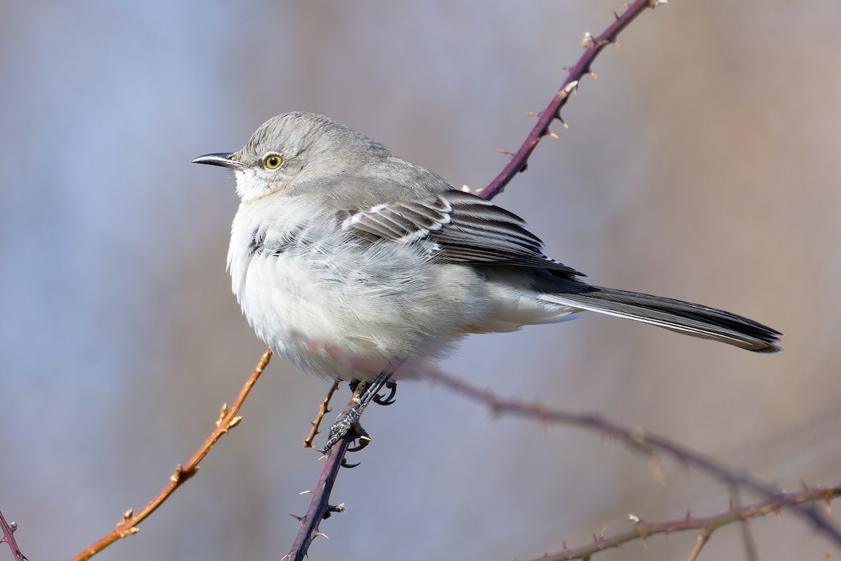 Northern Mockingbird - ML647253370
