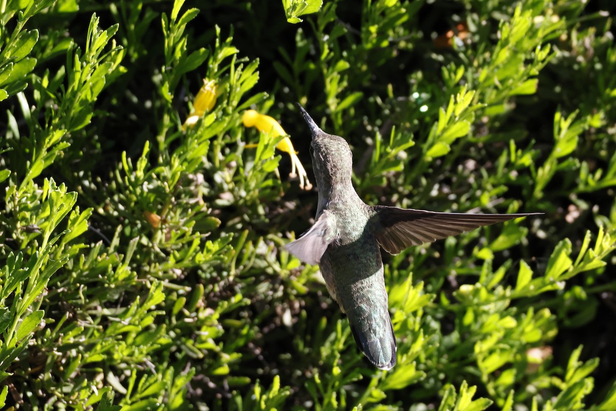 Anna's Hummingbird - ML647253371