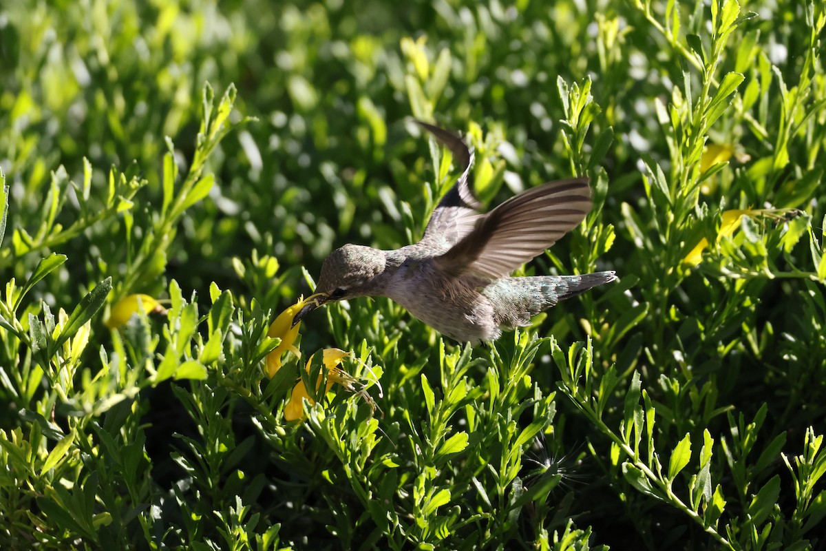 Anna's Hummingbird - ML647253377