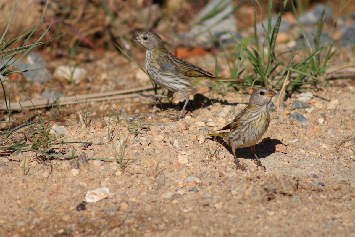 Saffron Finch - ML647253391
