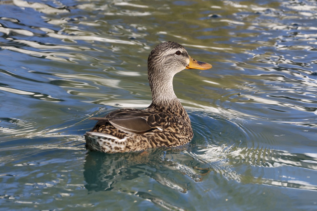 Mallard - ML647253404