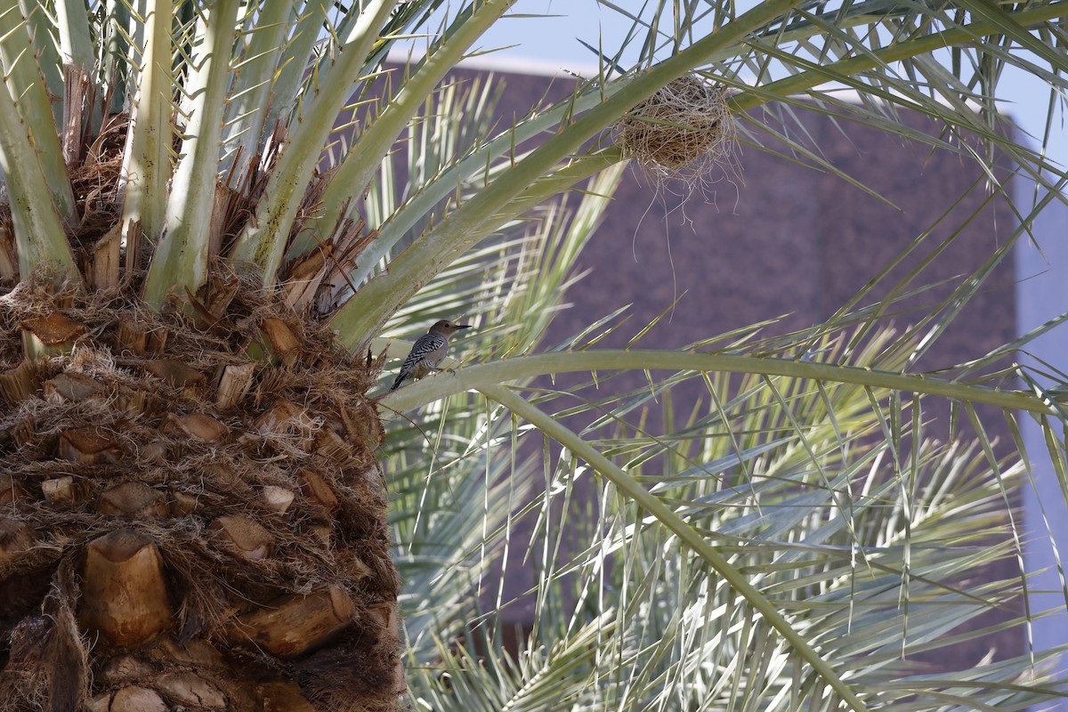 Gila Woodpecker - ML647253418