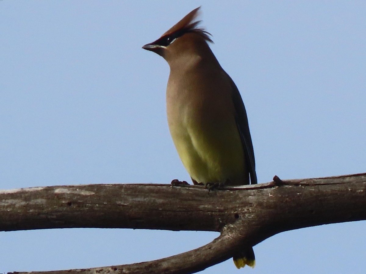 Cedar Waxwing - ML647253421