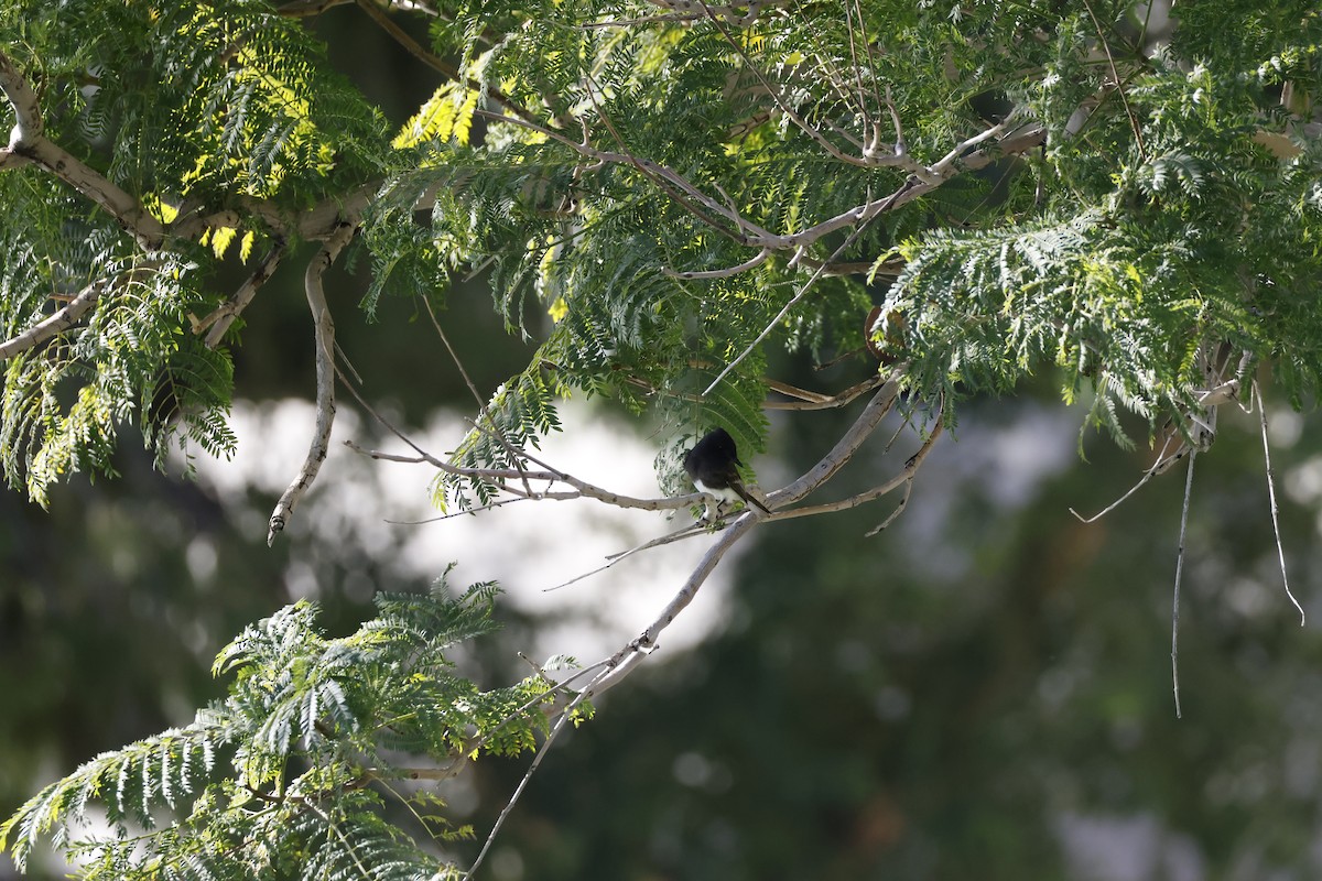 Black Phoebe - ML647253431