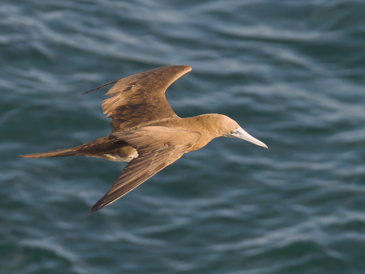 Cocos Booby - ML647253446