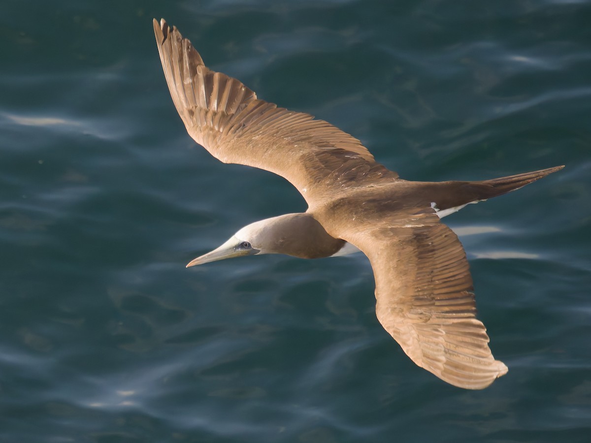 Cocos Booby - ML647253447