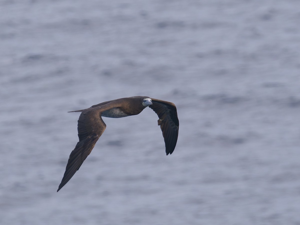 Cocos Booby - ML647253459