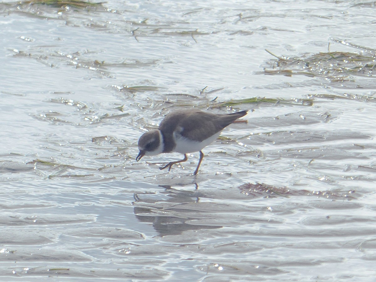 Semipalmated Plover - ML647253476