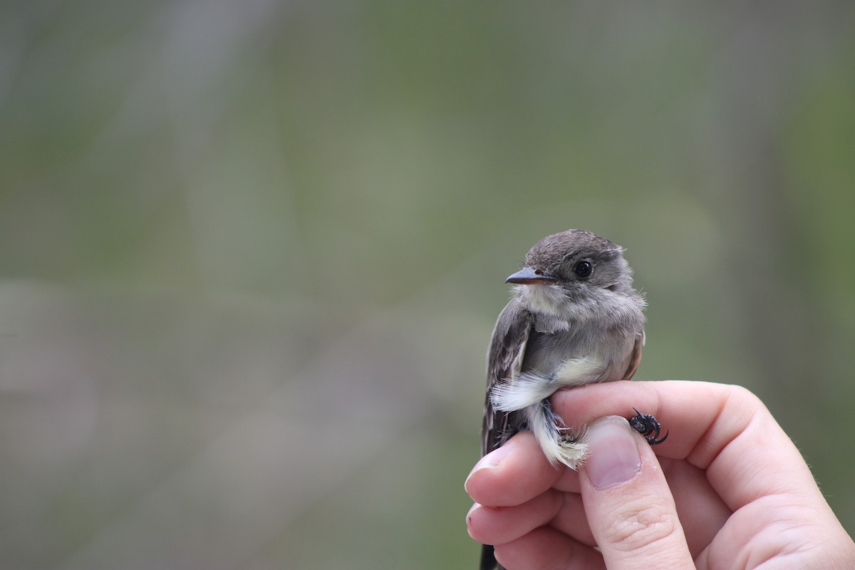 Pioui de l'Ouest - ML647253481