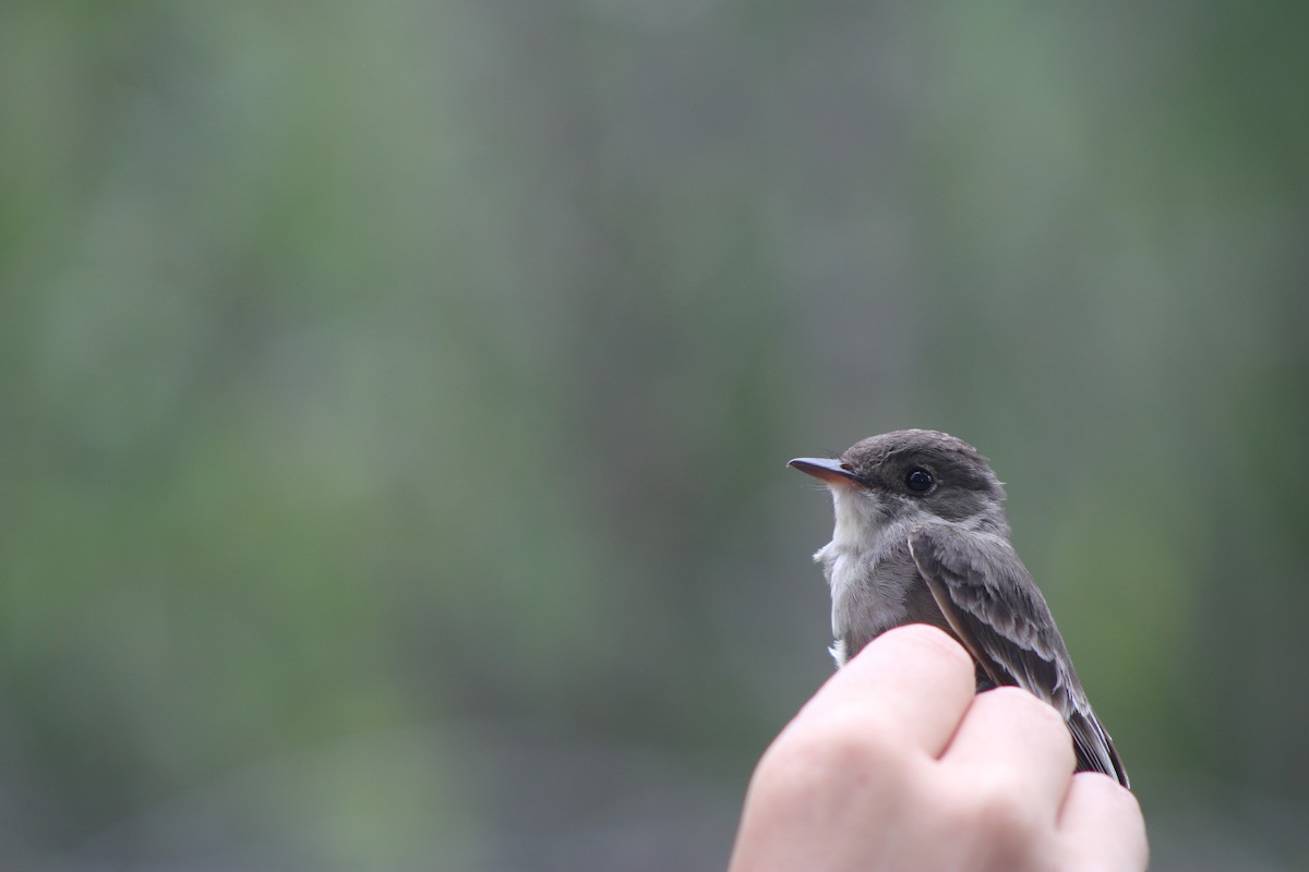 Pioui de l'Ouest - ML647253482