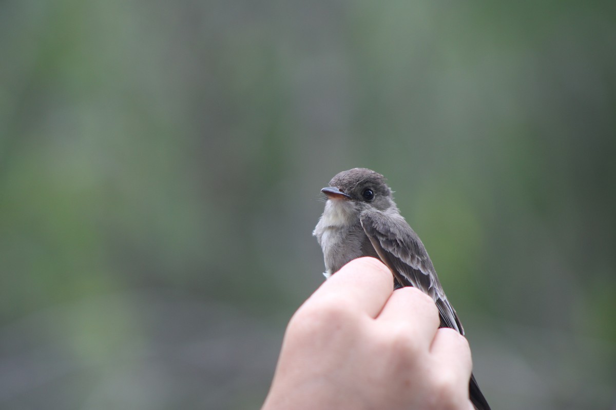 Pioui de l'Ouest - ML647253483