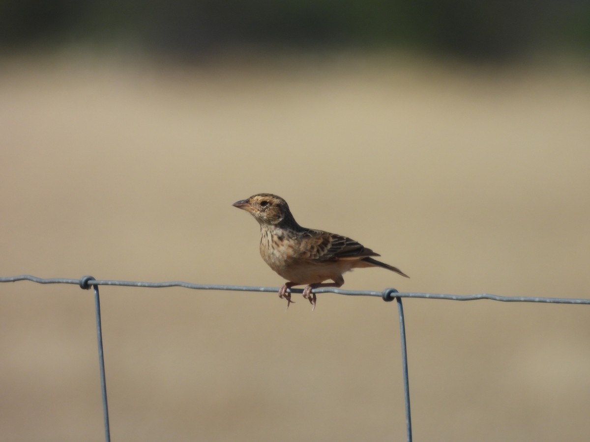 Singing Bushlark (Australasian) - ML647253486