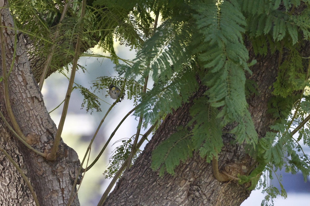 Yellow-rumped Warbler - ML647253488