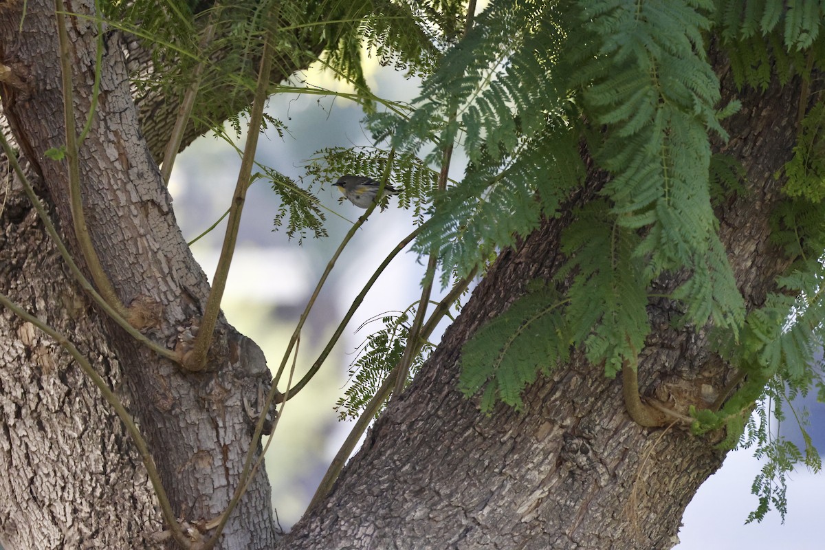 Yellow-rumped Warbler - ML647253489