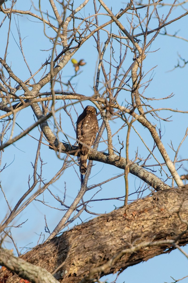 Cooper's Hawk - ML647253495