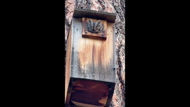 Western Screech-Owl - ML647253507