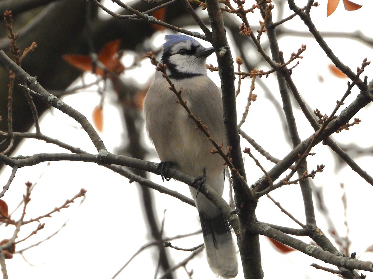 Geai bleu - ML647253510