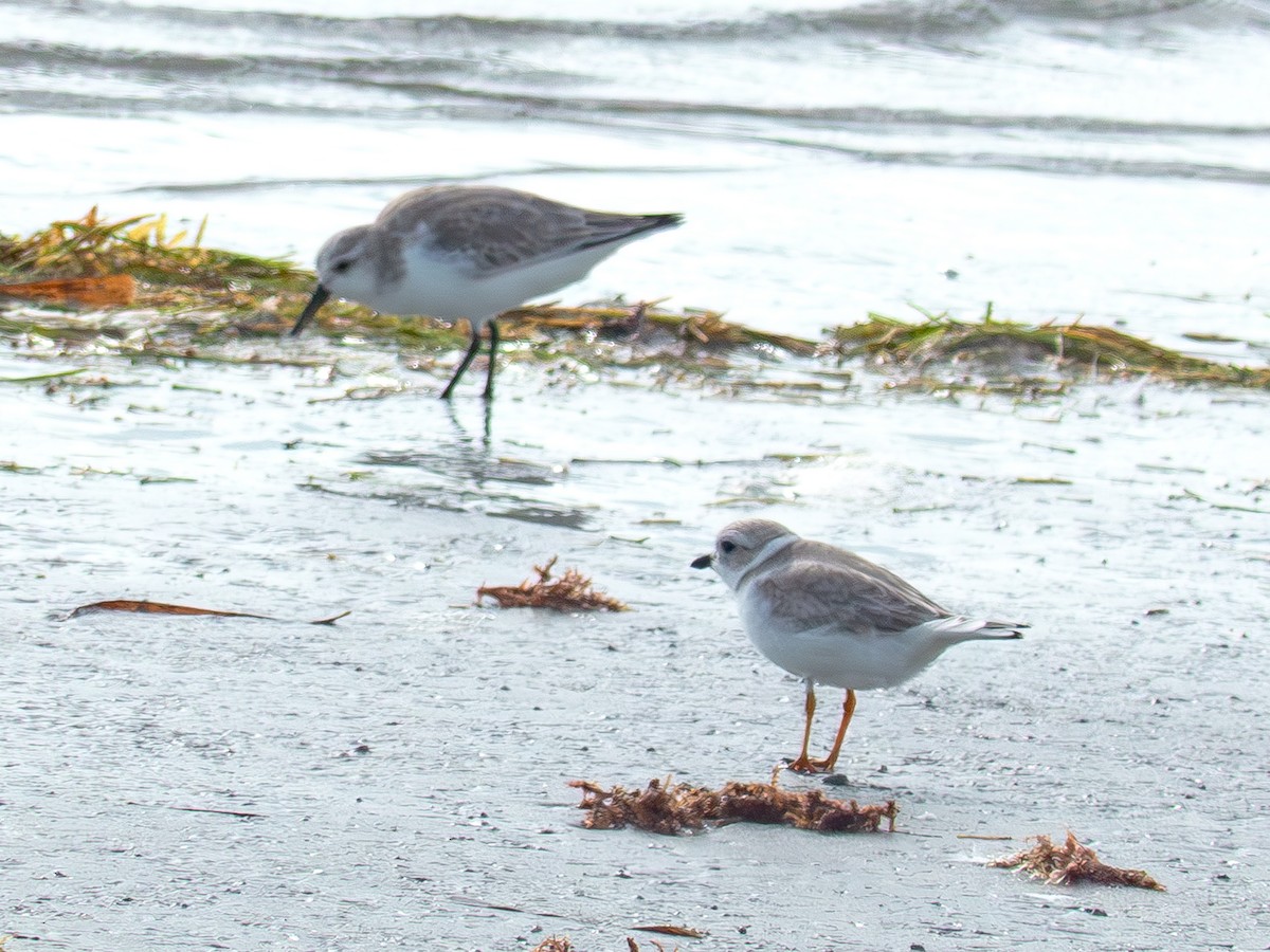 Flötenregenpfeifer - ML647253516