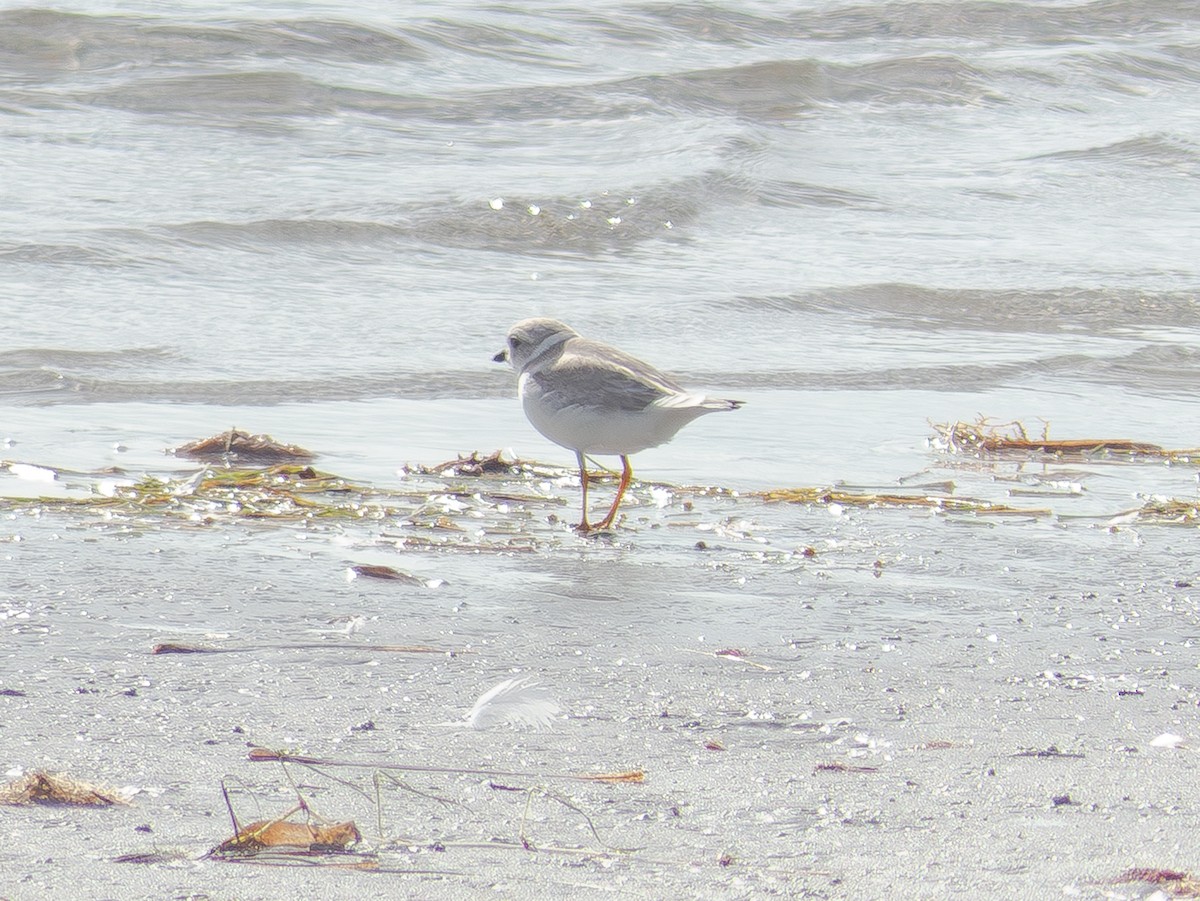 Flötenregenpfeifer - ML647253517