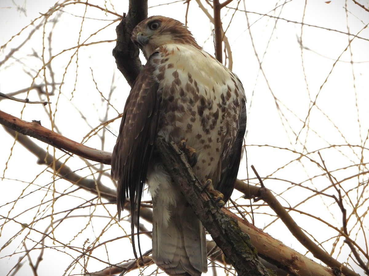 Red-tailed Hawk - ML647253519