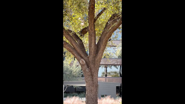 Acorn Woodpecker - ML647253521
