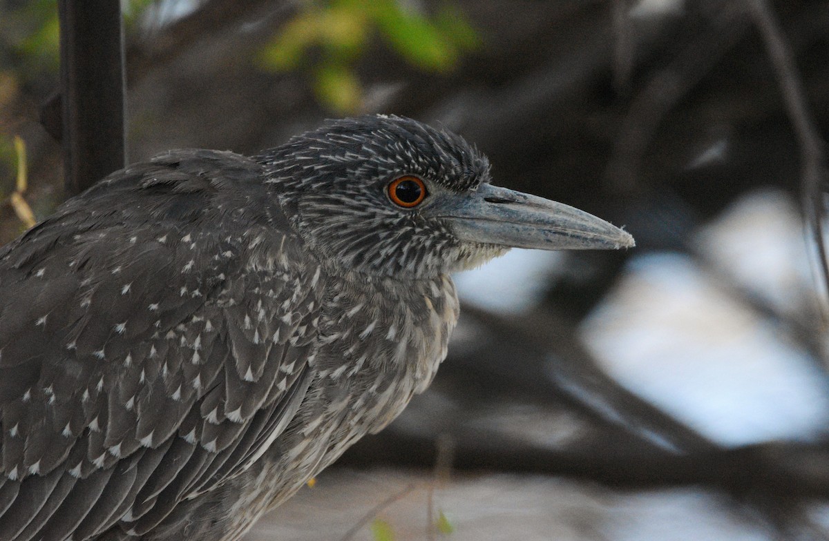 kvakoš žlutočelý - ML647253532