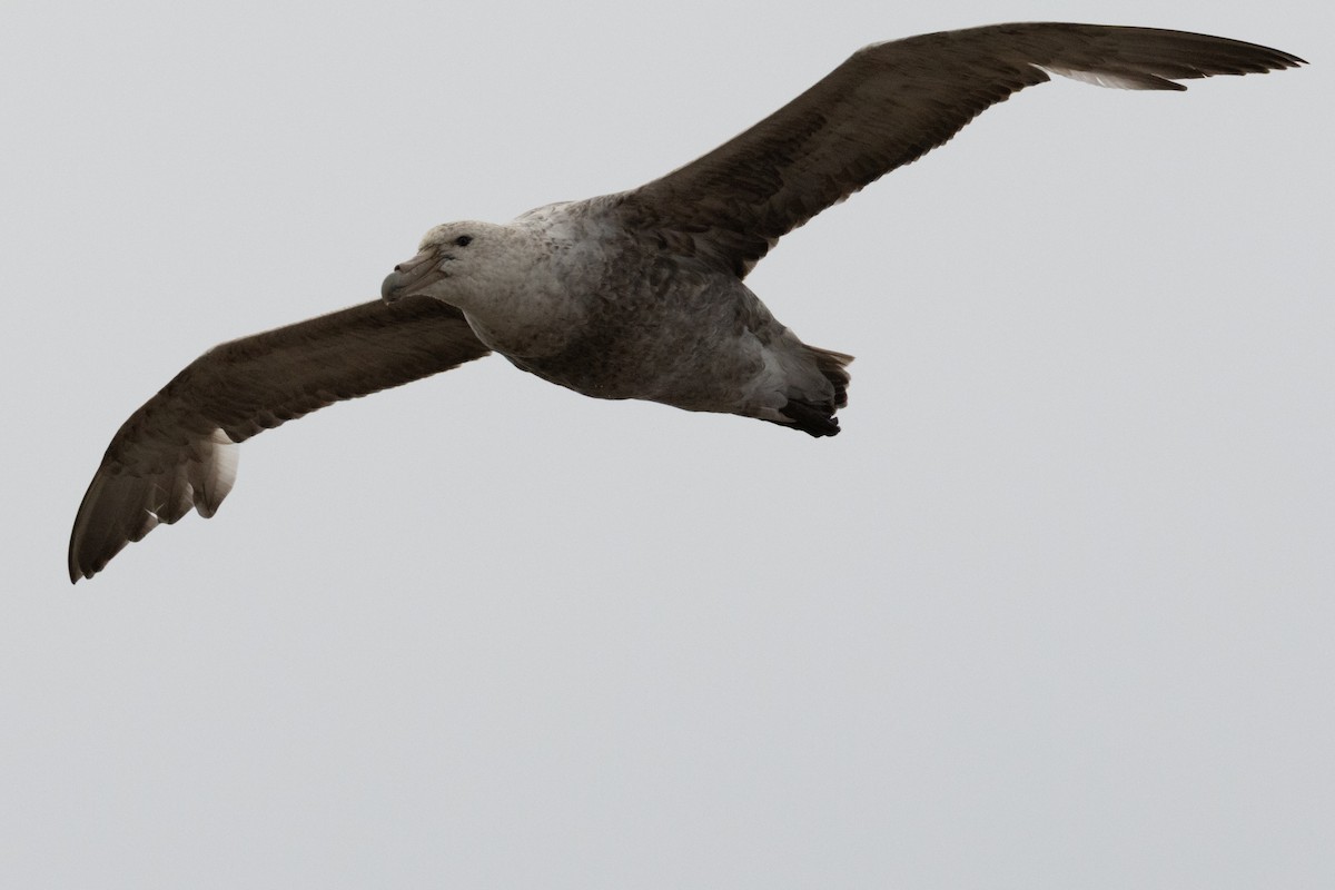 Southern Giant-Petrel - ML647253543