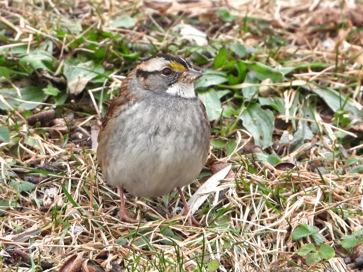 White-throated Sparrow - ML647253556