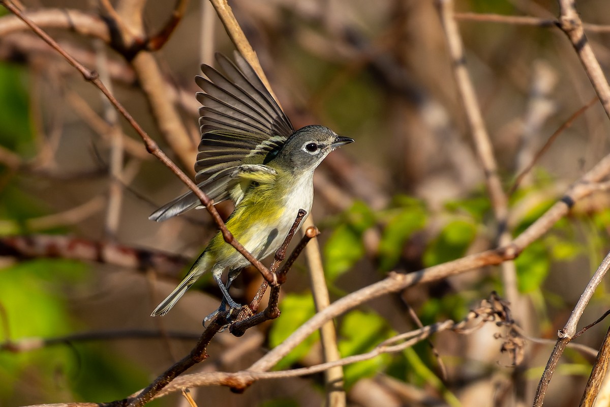 フタスジモズモドキ - ML647253611