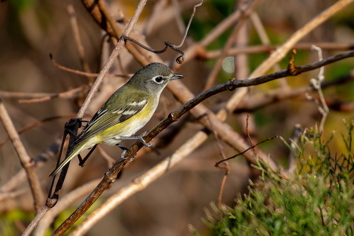 フタスジモズモドキ - ML647253613