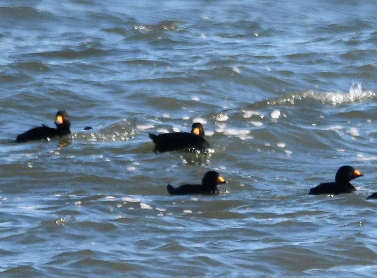 Black Scoter - ML647253636