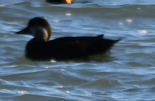 Black Scoter - ML647253639
