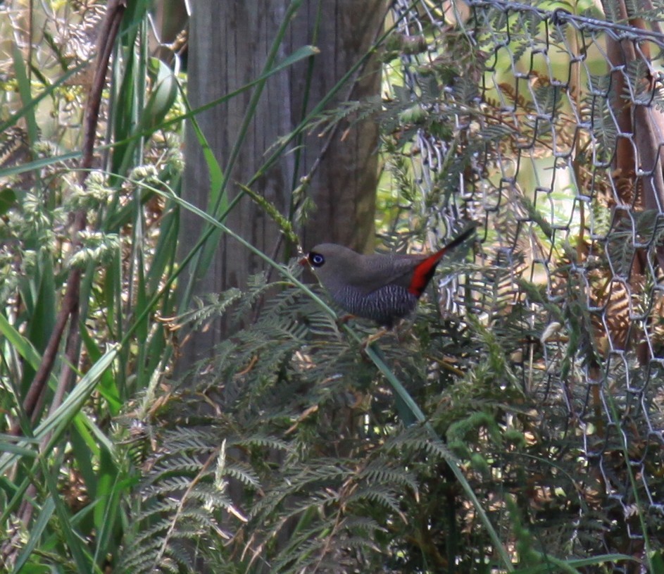 Beautiful Firetail - ML647253640