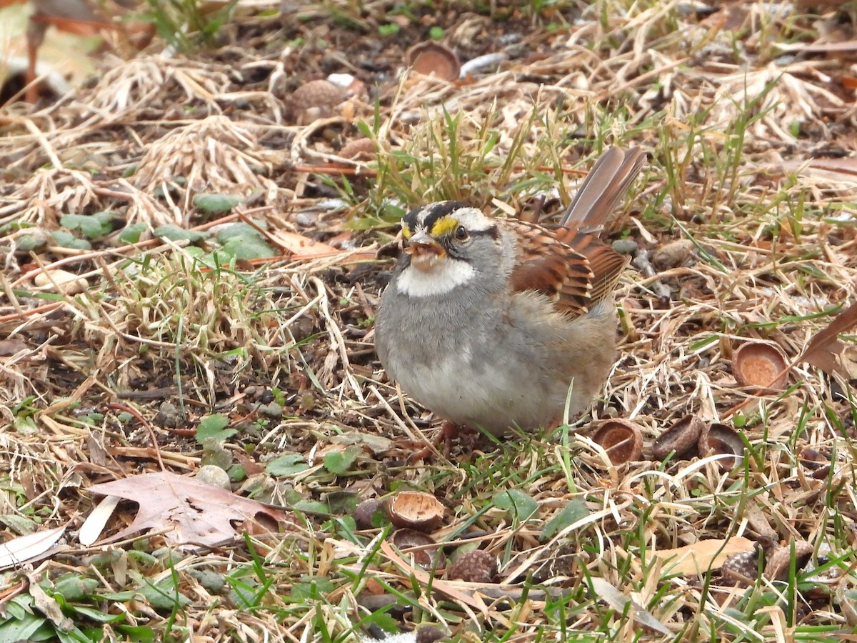 White-throated Sparrow - ML647253655