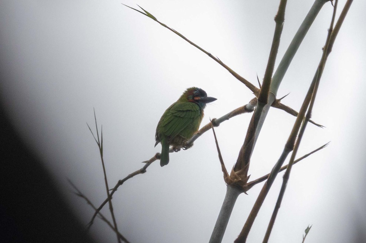 Blue-eared Barbet - ML647253657