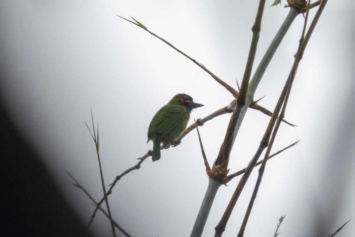 Blue-eared Barbet - ML647253658