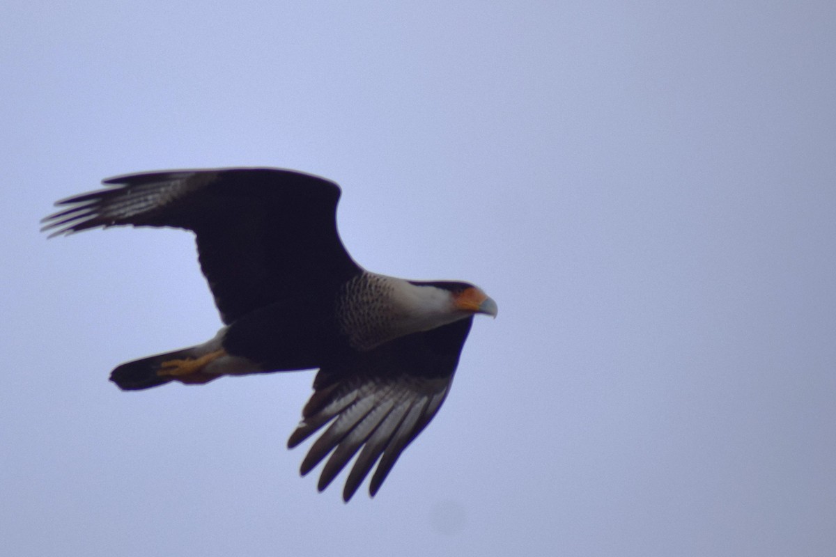 Crested Caracara (Northern) - ML647253659