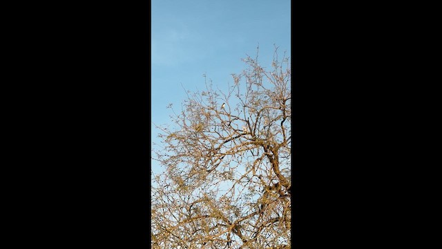 Vermilion Flycatcher - ML647253661