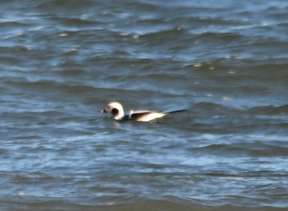 長尾鴨 - ML647253673