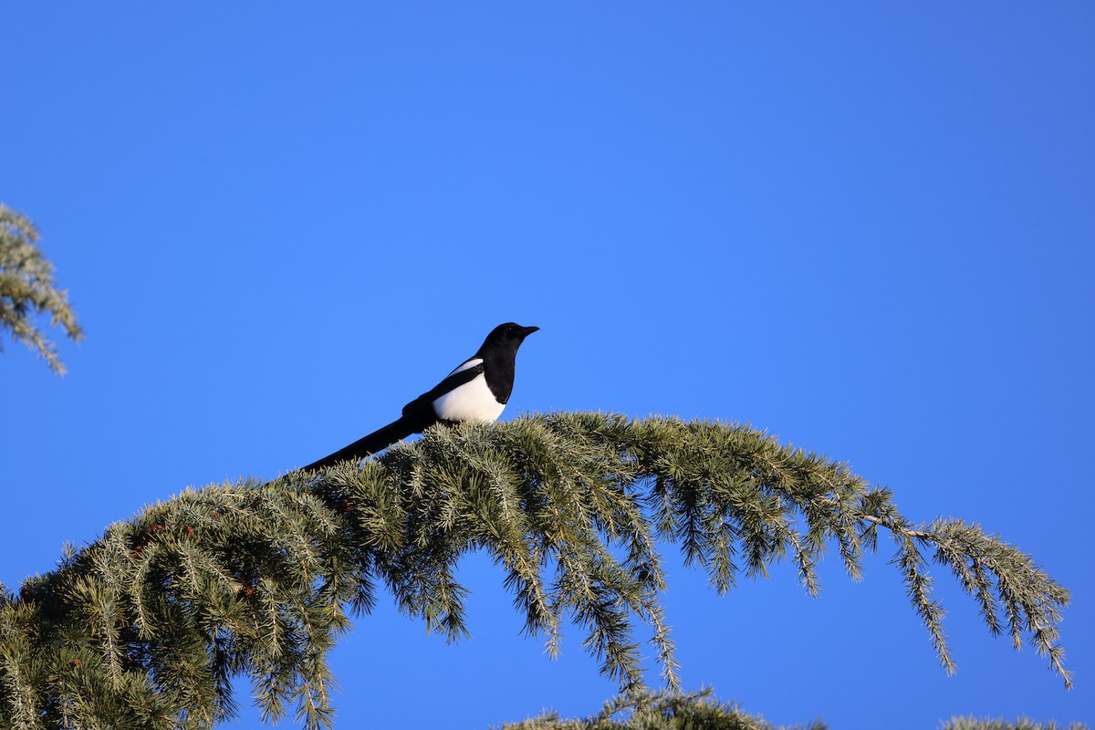 Black-billed Magpie - ML647253676