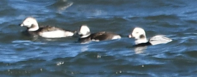 長尾鴨 - ML647253683