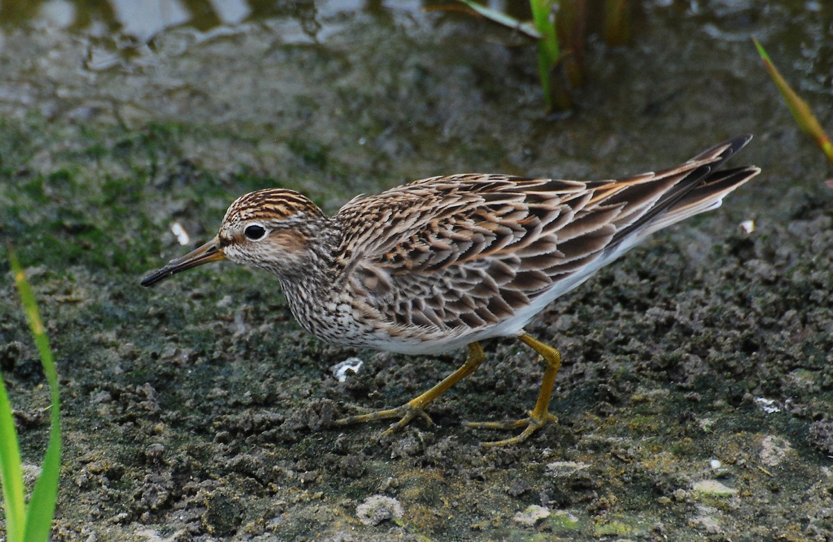 Pectoral Sandpiper - ML647253685