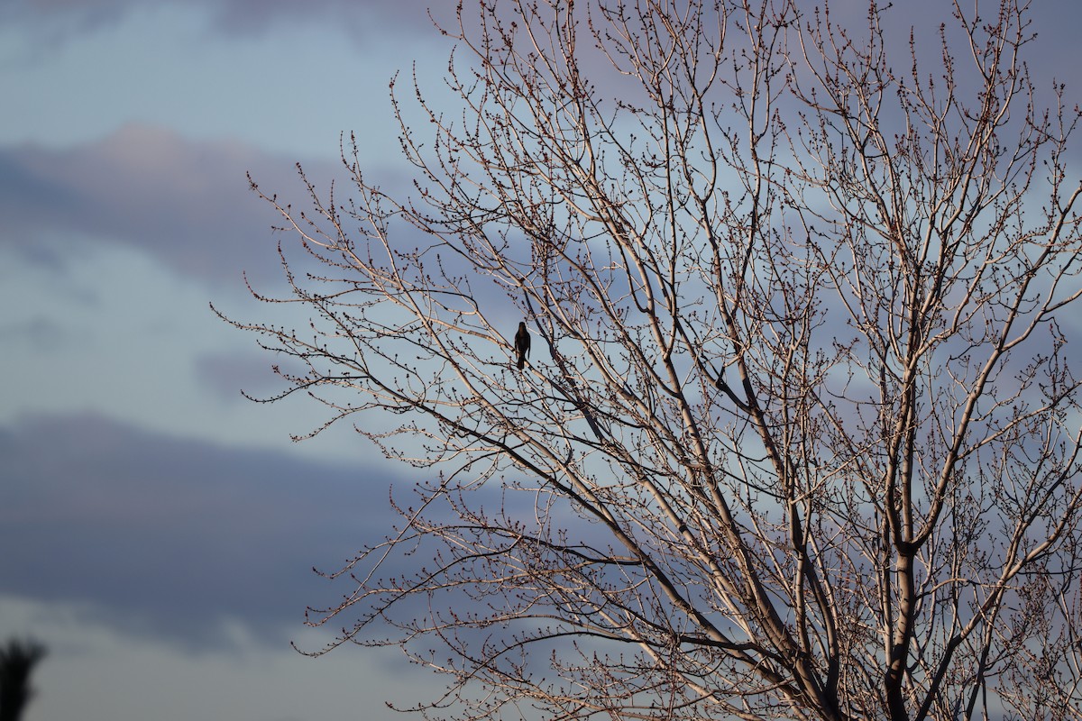 American Crow - ML647253687