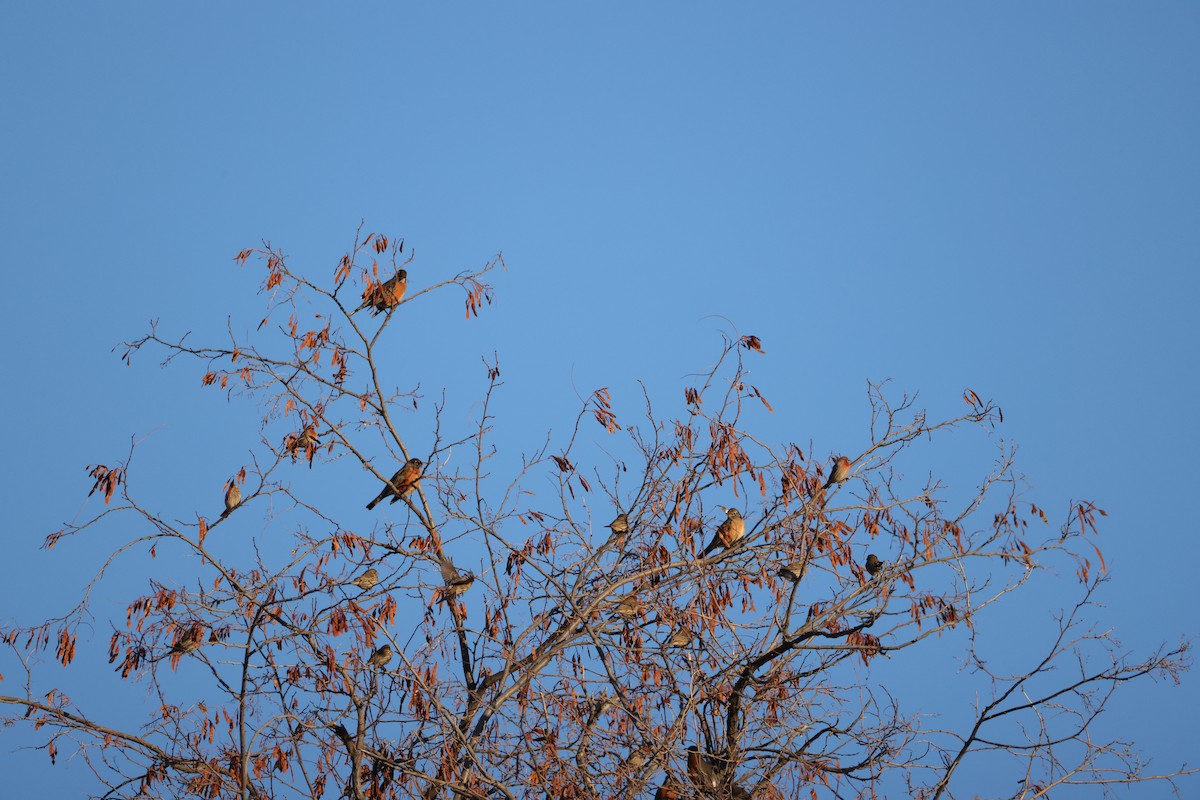 American Robin - ML647253693