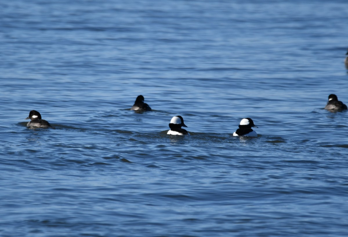Bufflehead - ML647253699